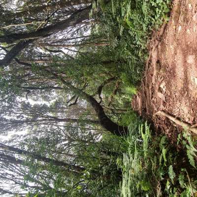 Kilimandżaro – na dachu Afryki